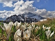 30 Al Monte Campo Crocus vernus bianchi con vista su Corno Branchino-Corna Piana - Pizzo Arera